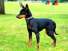 Lilly English Toy Terrier