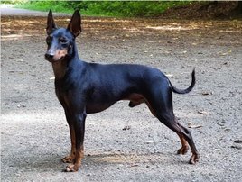 Tomte's Marvelous Maily English Toy Terrier