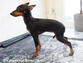 Lucy English Toy Terrier
